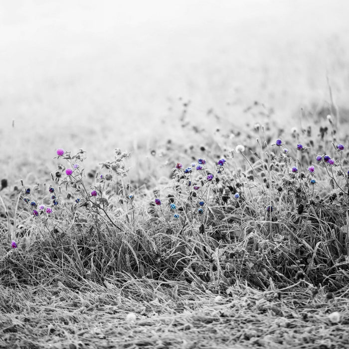 Distel Feld im Retro Look, Glasbild Quadratisch