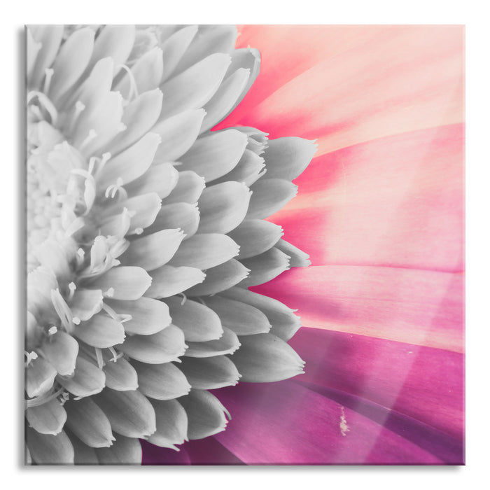 atemberaubende Gerbera Blüte, Glasbild Quadratisch