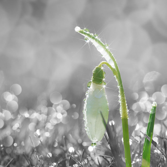 Schneeglöckchen im Morgentau, Glasbild Quadratisch