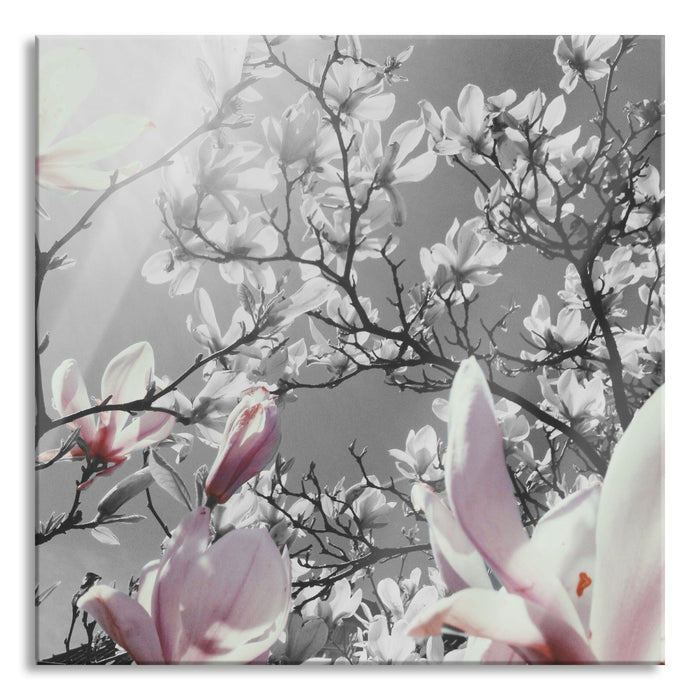 schöne Magnolie Blüten, Glasbild Quadratisch