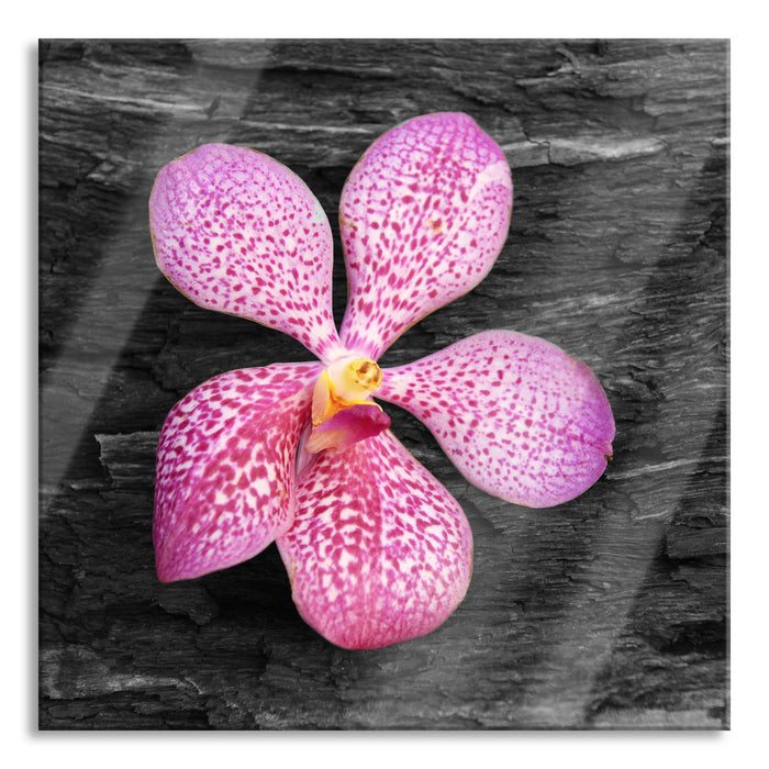 Pixxprint Orchideenblüte auf Rinde, Glasbild Quadratisch