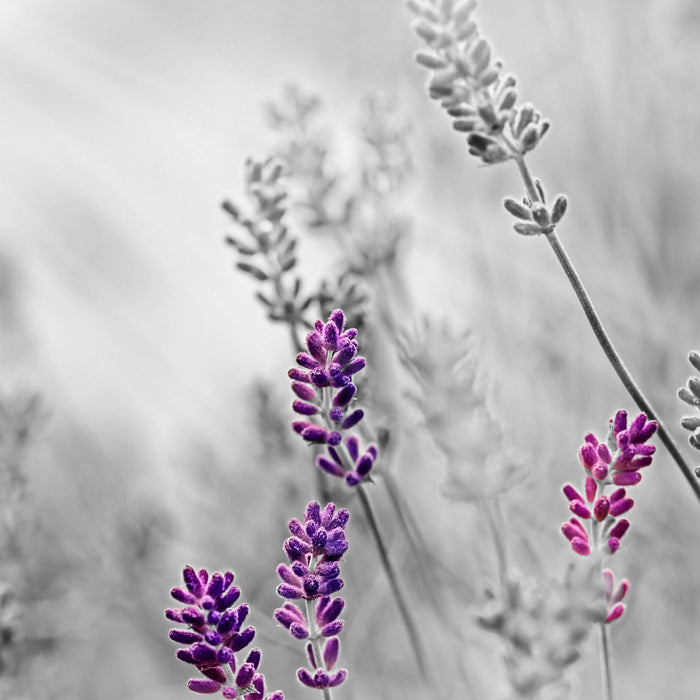 schöner Lavendel, Glasbild Quadratisch