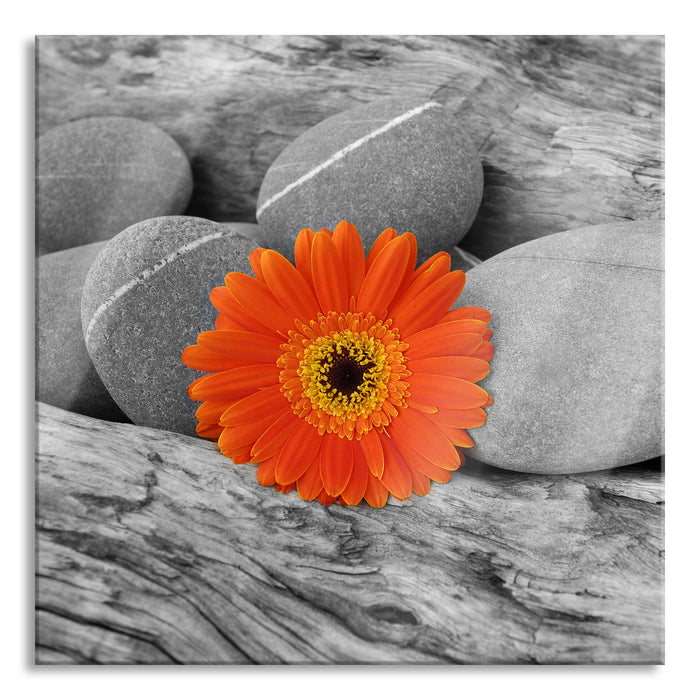 Pixxprint Gerbera zwischen Zen Steinen, Glasbild Quadratisch