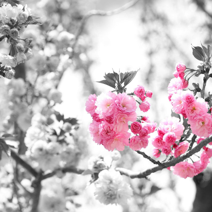 sehr schöne Kirschblüten, Glasbild Quadratisch