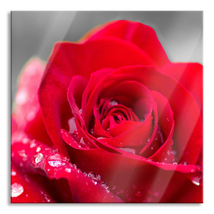 Pixxprint Rose mit Wassertropfen, Glasbild Quadratisch