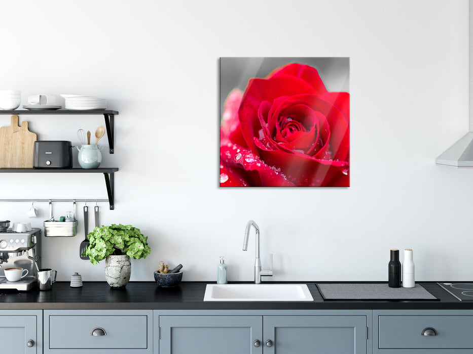 Rose mit Wassertropfen, Glasbild Quadratisch