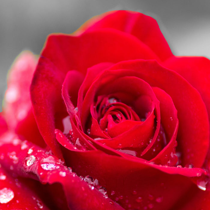 Rose mit Wassertropfen, Glasbild Quadratisch