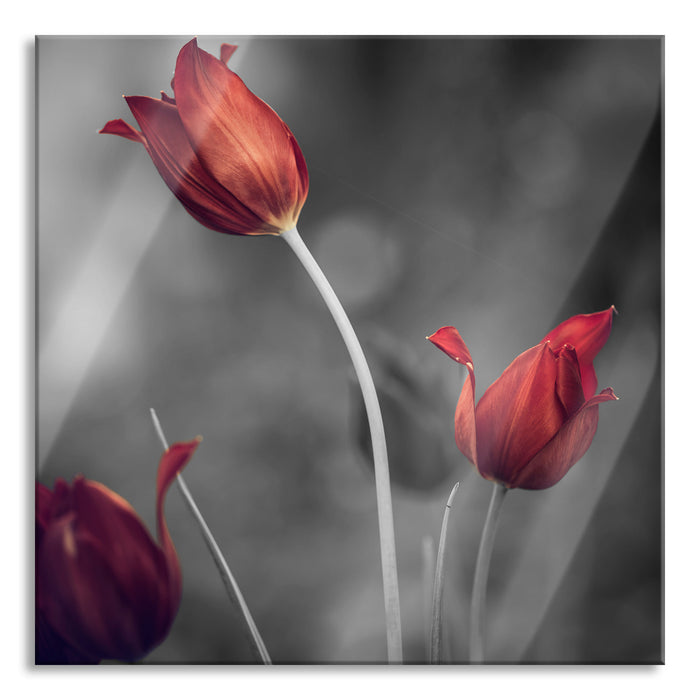 Pixxprint schöne Tulpen, Glasbild Quadratisch