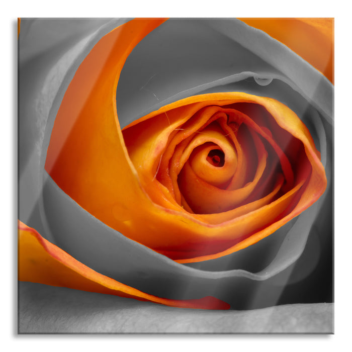 wunderschöne geschlossene Rose, Glasbild Quadratisch