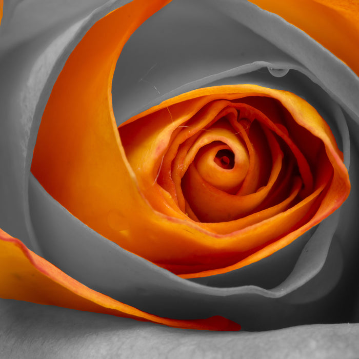 wunderschöne geschlossene Rose, Glasbild Quadratisch