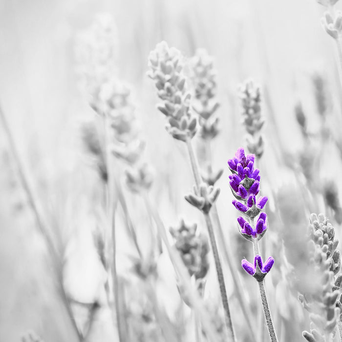 wundervoller Lavendel, Glasbild Quadratisch