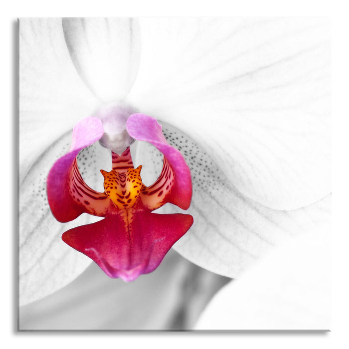 Pixxprint anmutige Orchideen Blüte, Glasbild Quadratisch