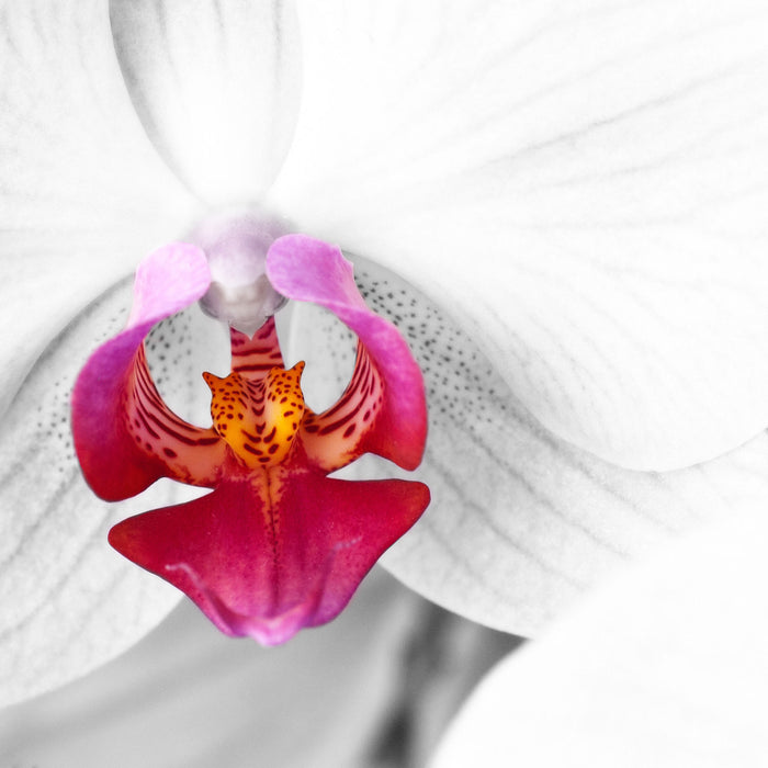 anmutige Orchideen Blüte, Glasbild Quadratisch