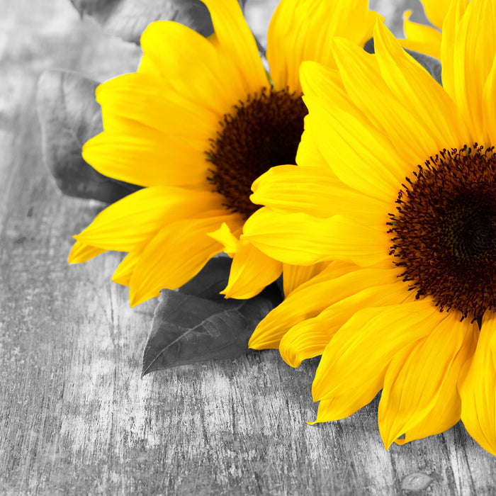 schöne Sonnenblumen auf Holztisch, Glasbild Quadratisch