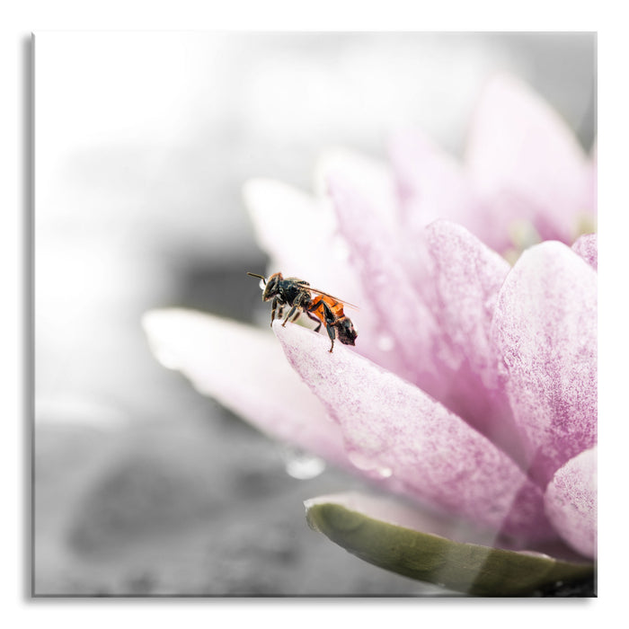 süße Biene auf Seerosenblüte, Glasbild Quadratisch