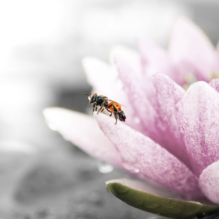 süße Biene auf Seerosenblüte, Glasbild Quadratisch