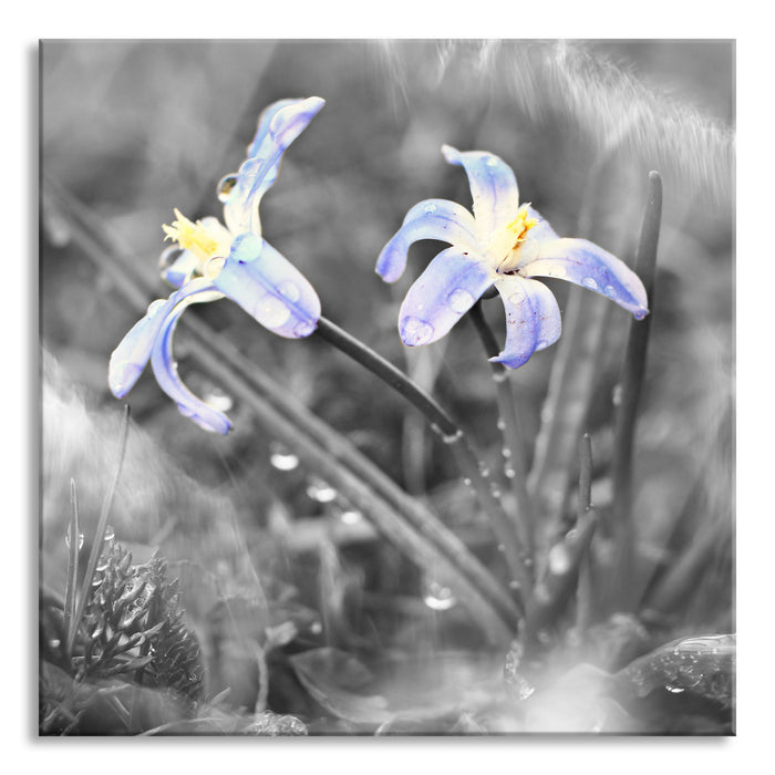 schöne kleine Waldblume, Glasbild Quadratisch