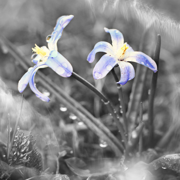 schöne kleine Waldblume, Glasbild Quadratisch