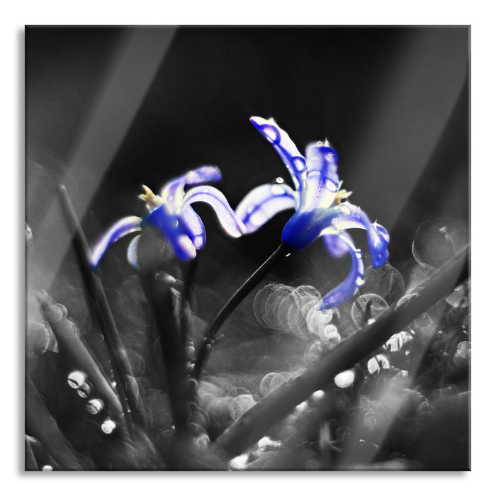 Wiesenblumen Morgen, Glasbild Quadratisch