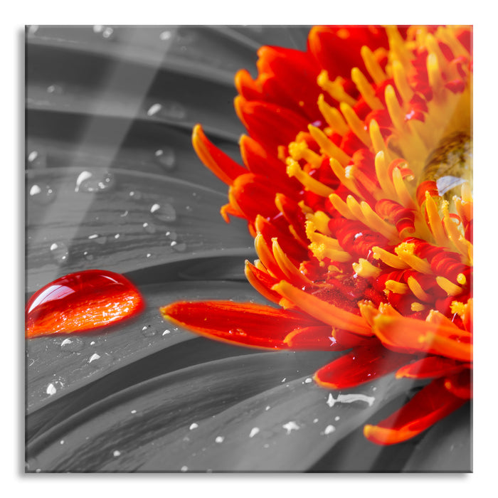 Pixxprint Wassertropfen auf Gerbera, Glasbild Quadratisch