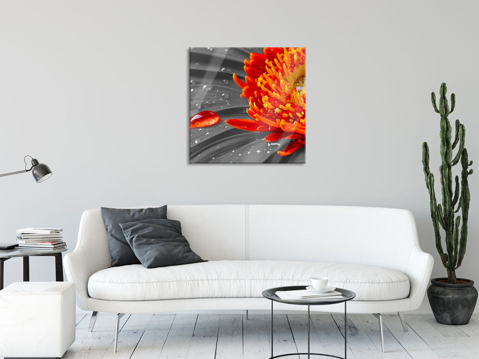 Wassertropfen auf Gerbera, Glasbild Quadratisch