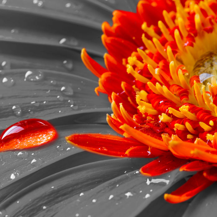 Wassertropfen auf Gerbera, Glasbild Quadratisch