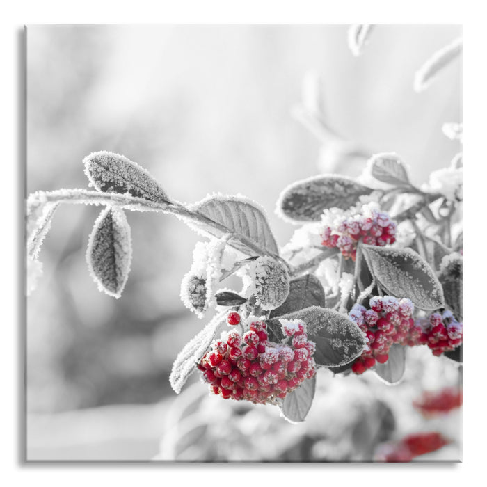 Vogelbeeren im frostigen Winter, Glasbild Quadratisch