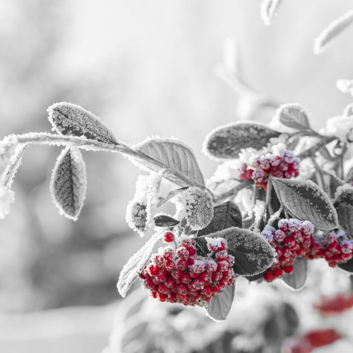 Vogelbeeren im frostigen Winter, Glasbild Quadratisch