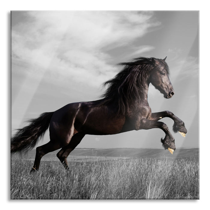 Pixxprint anmutiger Hengst auf Wiese, Glasbild Quadratisch