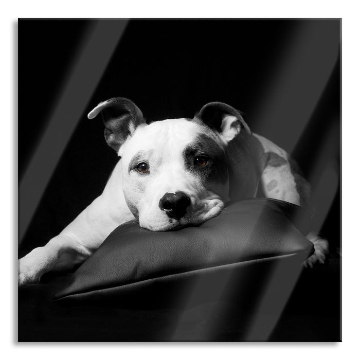 American Staffordshire auf Kissen, Glasbild Quadratisch