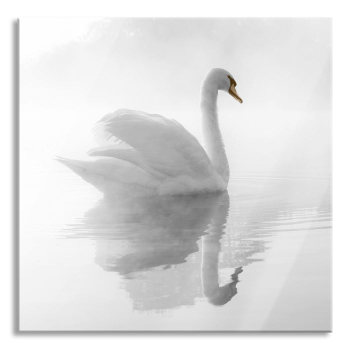 Schwan im Morgennebel, Glasbild Quadratisch