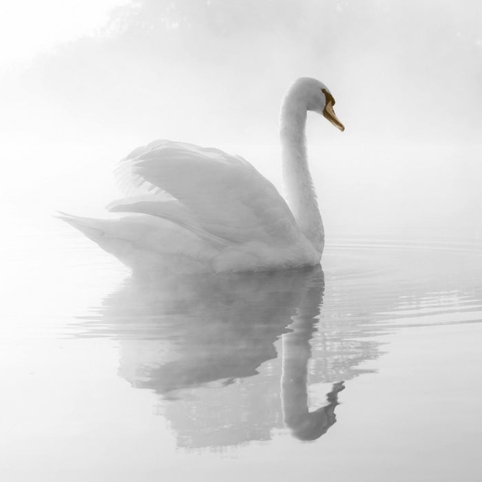 Schwan im Morgennebel, Glasbild Quadratisch