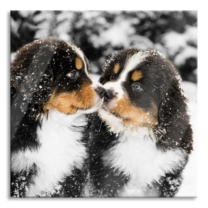 Bernersennenhunde im Schnee, Glasbild Quadratisch