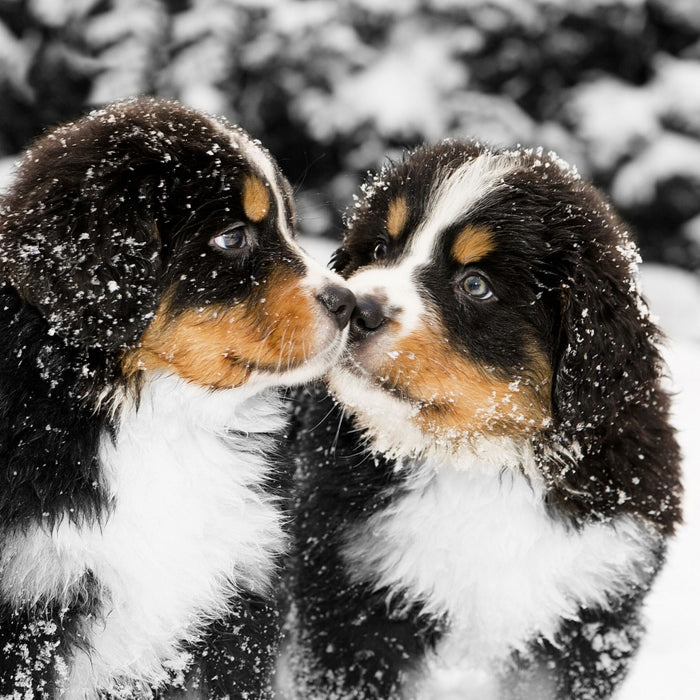 Bernersennenhunde im Schnee, Glasbild Quadratisch