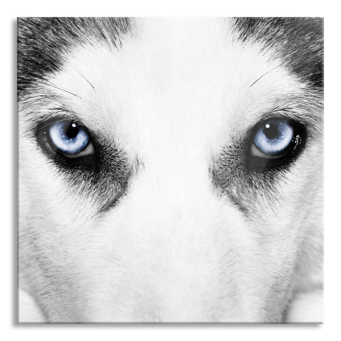 Pixxprint Husky mit Eisblauen Augen, Glasbild Quadratisch