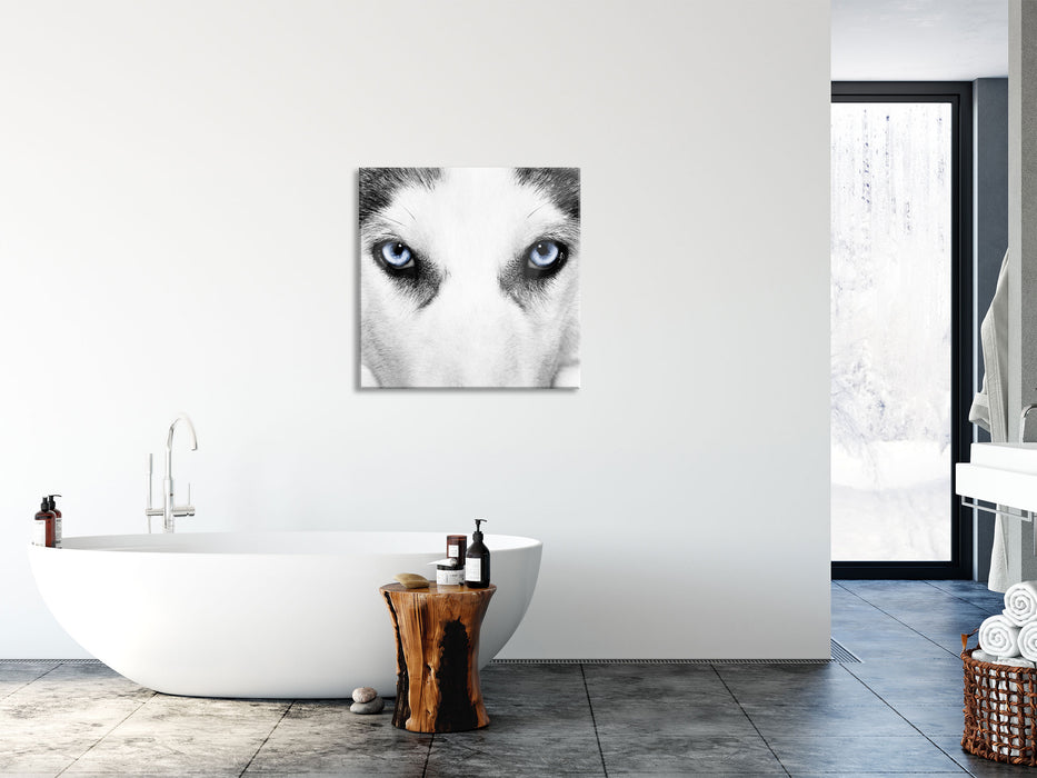 Husky mit Eisblauen Augen, Glasbild Quadratisch