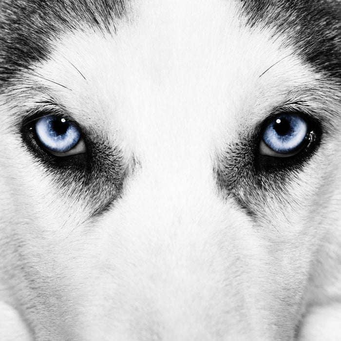 Husky mit Eisblauen Augen, Glasbild Quadratisch