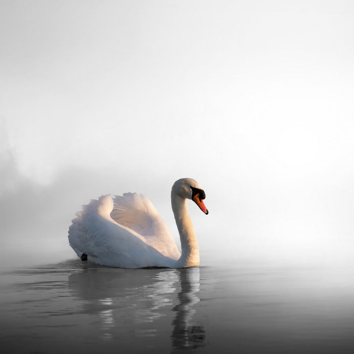 einsamer Schwan auf See, Glasbild Quadratisch