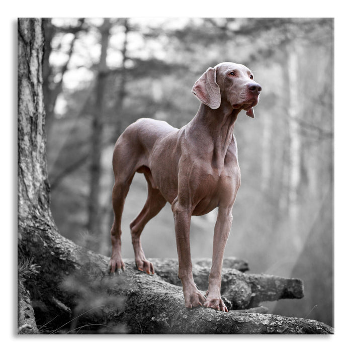 Weimaraner Baumwurzeln, Glasbild Quadratisch