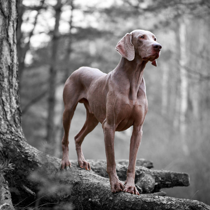 Weimaraner Baumwurzeln, Glasbild Quadratisch