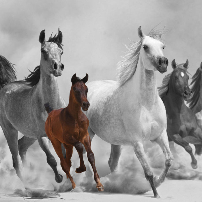 Mustangs in der Wüste mit Fohlen, Glasbild Quadratisch