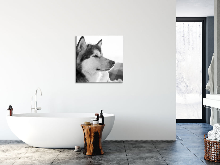 wunderschöner Husky im Schnee, Glasbild Quadratisch