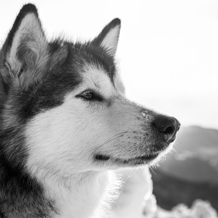 wunderschöner Husky im Schnee, Glasbild Quadratisch