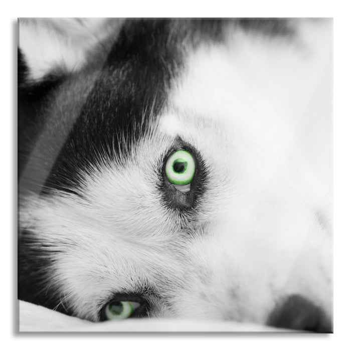 Husky im Bett mit Augen, Glasbild Quadratisch