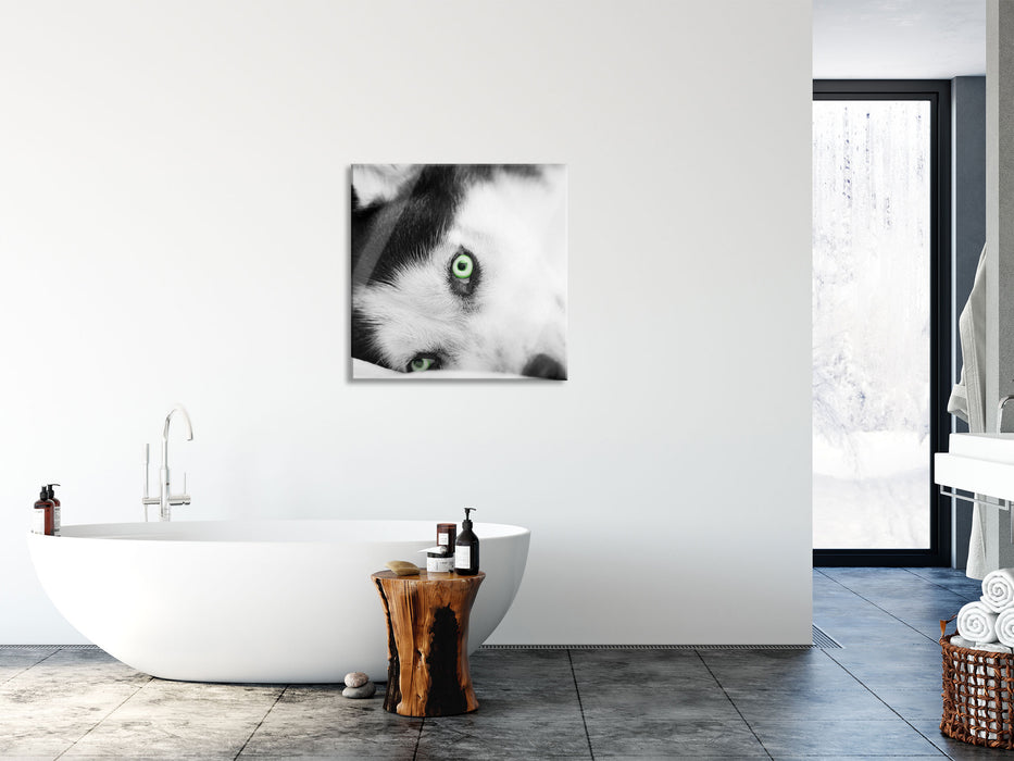 Husky im Bett mit Augen, Glasbild Quadratisch