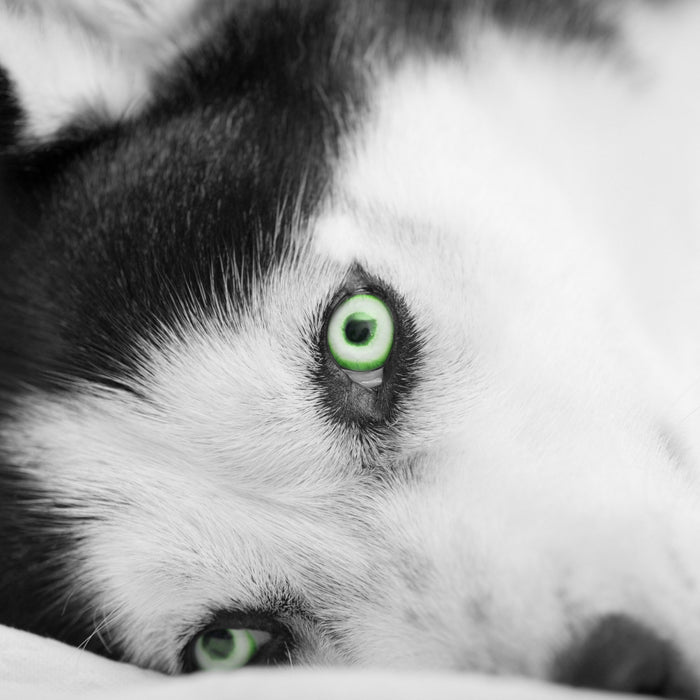 Husky im Bett mit Augen, Glasbild Quadratisch