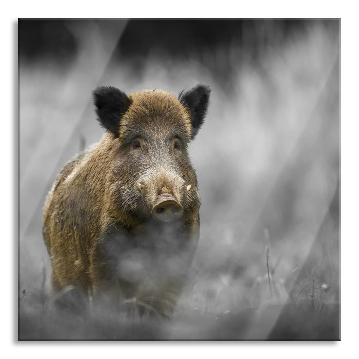 Pixxprint einsames Wildschwein im Wald, Glasbild Quadratisch