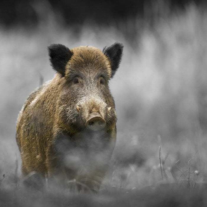 einsames Wildschwein im Wald, Glasbild Quadratisch