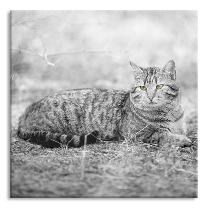 Pixxprint Katze auf Waldboden, Glasbild Quadratisch