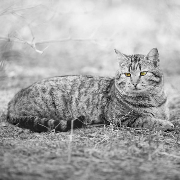 Katze auf Waldboden, Glasbild Quadratisch